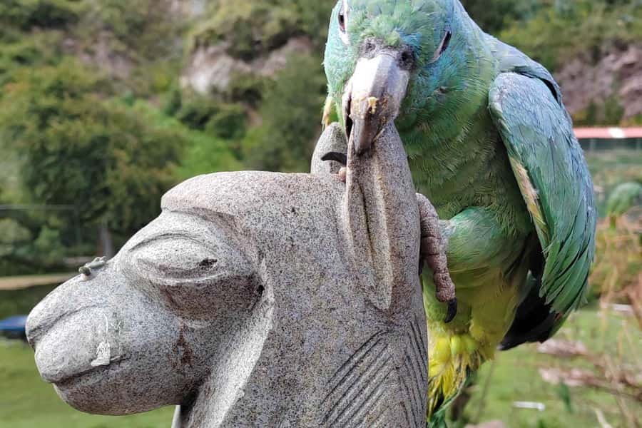 Visit to the Cochahuasi Animal Sanctuary with rescued animal - What the Cochahuasi visit feels like once you arrive
