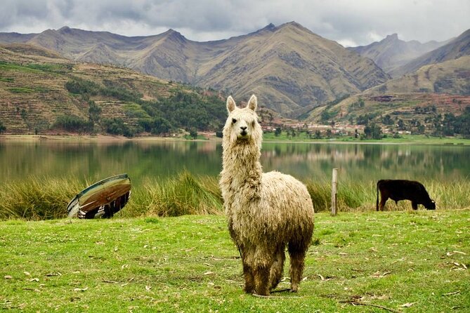 Wonderful Cusco 5-Day Tour with Entrance to Machupicchu - Food, meals, and energy management (so you don’t crash)